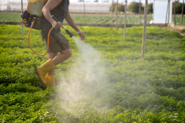 Best Pest Removal Services  in Boynton Beach, FL