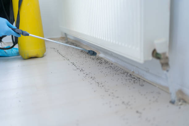 Best Termite Control Services  in Boynton Beach, FL